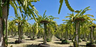 CAPACITARÁN SOBRE CULTIVO Y MEJORAMIENTO DE LA PITAHAYA