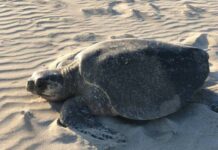 SEPARA PC A 2 ELEMENTOS RELACIONADOS CON ROBO DE HUEVOS DE TORTUGA
