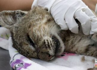 Recibe Zoo de Morelia un lince rojo rescatado por la Profepa