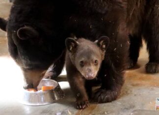 Nace tierna cría de oso negro en el Zoológico de Morelia