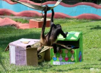 Zoo de Morelia refresca a monos araña con helados por onda de calor