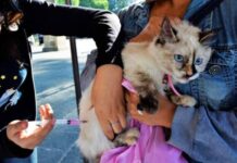 MANTIENE SSM VACUNACIÓN ANTIRRÁBICA GRATUITA EN MORELIA