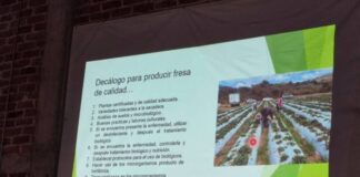 PRESENTAN CASO DE ÉXITO DE CONTROL DE ENFERMEDAD QUE AFECTA A LA FRESA