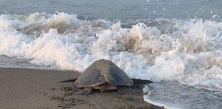¡IMPRESIONANTE! LLEGAN A PLAYAS DE MICHOACÁN LAS PRIMERAS TORTUGAS MARINAS DE LA TEMPORADA