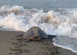 ¡IMPRESIONANTE! LLEGAN A PLAYAS DE MICHOACÁN LAS PRIMERAS TORTUGAS MARINAS DE LA TEMPORADA