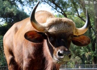 Conoce los impresionantes bisontes de la India que llegan al Zoológico de Morelia