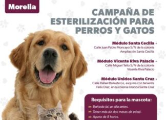 SSM cuenta con 3 módulos de esterilización canina y felina en Morelia