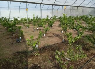 EN NUEVO URECHO UN VIVERO PRODUCE PLANTA CERTIFICADA DE CÍTRICOS A BAJO COSTO