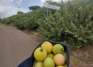 CON OBRAS POR COOPERACIÓN PRODUCTORES DE GUAYABA DE ARIO TIENEN MÁS AGUA PARA CULTIVOS