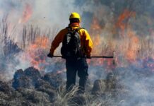 LA INCANSABLE LUCHA CONTRA EL FUEGO DE LOS BRIGADISTAS FORESTALES