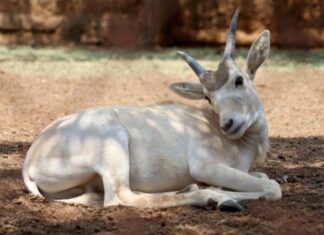 IMPARABLE LA CIGÜEÑA EN EL ZOOLÓGICO; NACEN 7 CRÍAS DE ANTÍLOPES