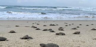 NACEN EN PLAYAS MICHOACANAS LAS PRIMERAS TORTUGAS GOLFINAS DE LA TEMPORADA