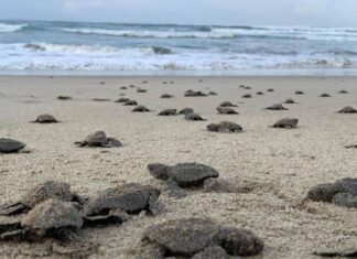 NACEN EN PLAYAS MICHOACANAS LAS PRIMERAS TORTUGAS GOLFINAS DE LA TEMPORADA