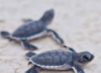 PROYECTAN LIBERAR 2 MILLONES DE TORTUGAS MARINAS