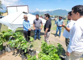 Impulsa Partido Verde creación de vivero en Coahuayana
