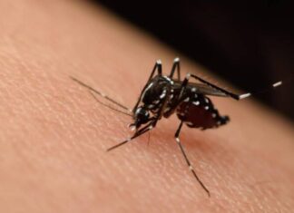 Registra Michoacán, 17 casos de Zika