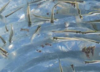 Arranca siembra de 50 mil crías del emblemático pescado blanco en el lago de Pátzcuaro