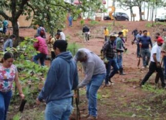 Plantarán 10 mil árboles en Área Natural Protegida Mesa de Tzitzio