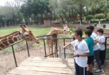 Caritas felices exploran el curso de verano del zoológico
