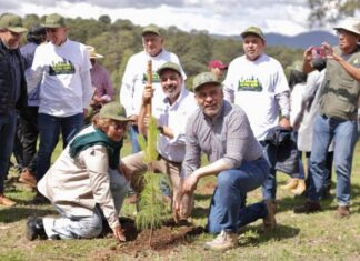 ¡TODOS, MANOS A LOS ÁRBOLES! BEDOLLA ARRANCA REFORESTACIÓN ESTATAL