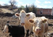 GOBIERNO DE ALFONSO MARTÍNEZ APOYA A PRODUCTORES GANADEROS