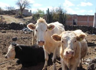 GOBIERNO DE ALFONSO MARTÍNEZ APOYA A PRODUCTORES GANADEROS