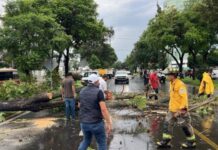 Retira en tiempo récord ayuntamiento árboles caídos por lluvias