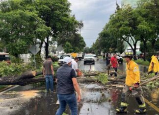 Retira en tiempo récord ayuntamiento árboles caídos por lluvias