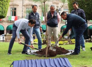 ALFONSO MARTÍNEZ PLANTA EL ÁRBOL ‘UN MILLÓN » EN MORELIA