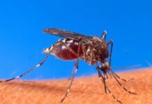 ACUMULA MICHOACÁN MÁS DE 3 MIL CASOS DE DENGUE