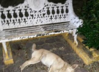 DENUNCIAN ENVENENAMIENTO MASIVO DE ANIMALES EN MARAVATÍO: MÁS DE 70 MUERTOS