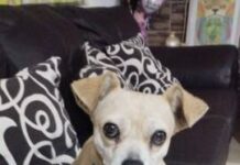 JUSTICIA PARA «JUANITA»: EXIGEN CASTIGO POR LA MUERTE INTENCIONAL DE UNA PERRITA CALLEJERA EN MORELIA
