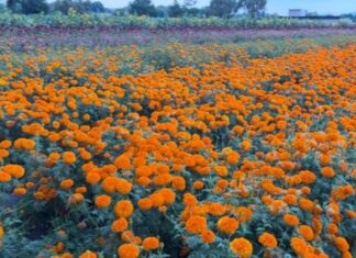 CONOCE LA RUTA DE LA FLOR DE CEMPASÚCHIL, UN RECORRIDO LLENO DE COLOR