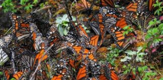 Se alistan santuarios de la Monarca para recibir a millones de mariposas