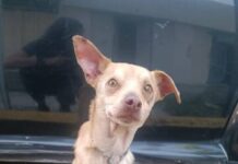 Este Domingo: Feria de Adopción en Morelia, ¡Cambia una Vida!