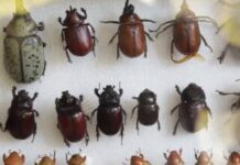 UMSNH acerca a las infancias con la naturaleza a través del proyecto “Bichos en todas partes”