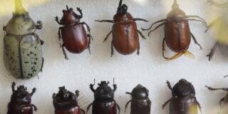 UMSNH acerca a las infancias con la naturaleza a través del proyecto “Bichos en todas partes”