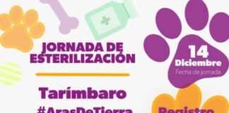 Gran Oportunidad en Tarímbaro: Hermano Animal ofrece esterilización de 100 gatos y perros a precios irresistibles