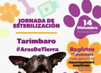 Gran Oportunidad en Tarímbaro: Hermano Animal ofrece esterilización de 100 gatos y perros a precios irresistibles