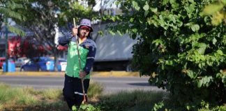 Brigadas de Morelia intervienen camellones del Libramiento Sur
