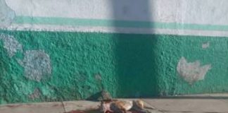 En Jacona y Nahuatzen, crueldad animal tiñe de sangre festejos por la Navidad; activistas demandan justicia