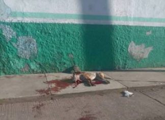 En Jacona y Nahuatzen, crueldad animal tiñe de sangre festejos por la Navidad; activistas demandan justicia