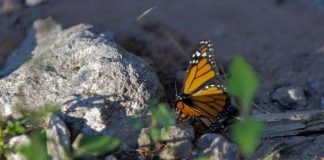 Ante millones de Mariposas Monarca, Michoacán vive un espectáculo único en el mundo: Bedolla