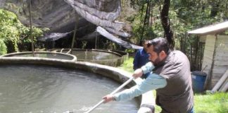 Gobierno de Morelia impulsa la producción piscícola en la zona rural