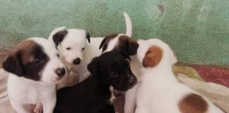 Adopta, salva y transforma una vida: Primera Feria de adopción en Morelia 2025