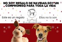 Aumenta 50% el abandono de perros y gatos tras las fiestas: rescatistas piden concienc
