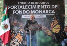 Con Fondo Monarca aumentó pago de servicios ambientales para cuidar la mariposa: Bedolla