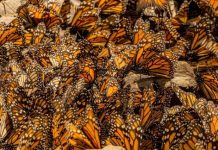 Vive la magia de la Mariposa Monarca en Michoacán