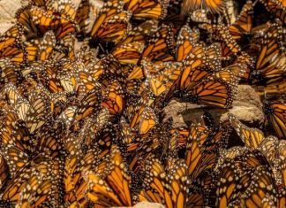 Vive la magia de la Mariposa Monarca en Michoacán