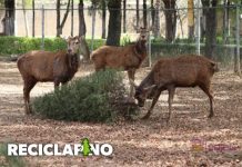 Recicla tu árbol de Navidad en el Zoológico y recibe una entrada gratis